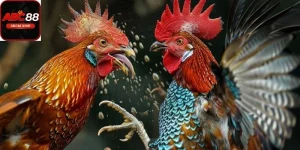 Đá gà cựa sắt