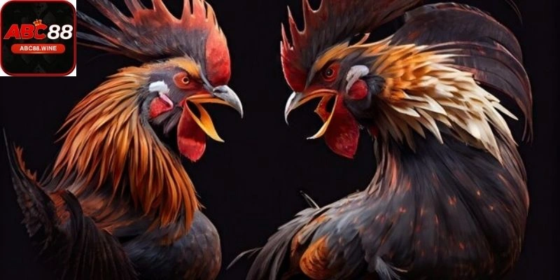 Đá gà cựa sắt