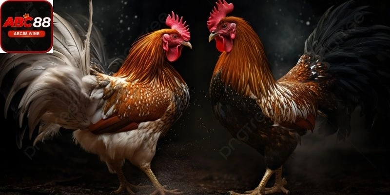 Thuật ngữ đá gà